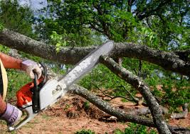 Buckeystown, MD Tree Care  Company