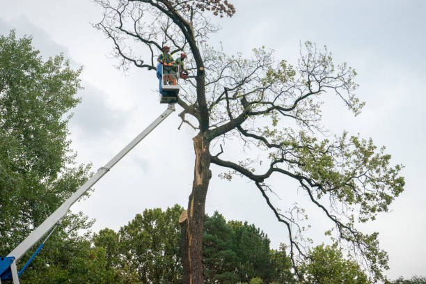 Best Hazardous Tree Removal  in Buckeystown, MD