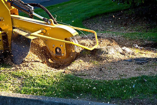 Best Sod Installation  in Buckeystown, MD