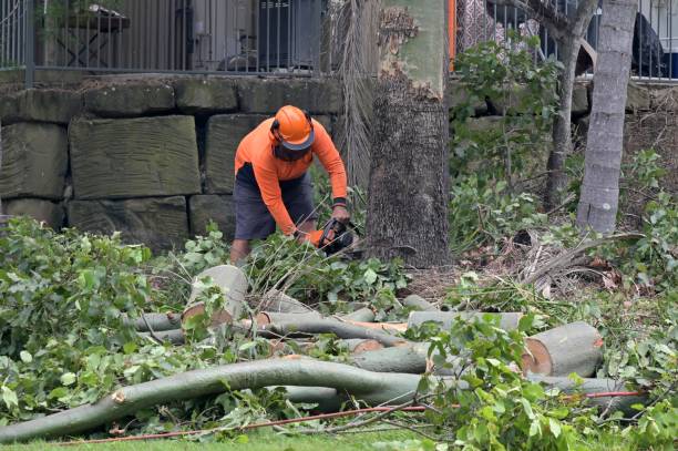 How Our Tree Care Process Works  in  Buckeystown, MD