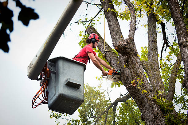 Best Arborist Consultation Services  in Buckeystown, MD