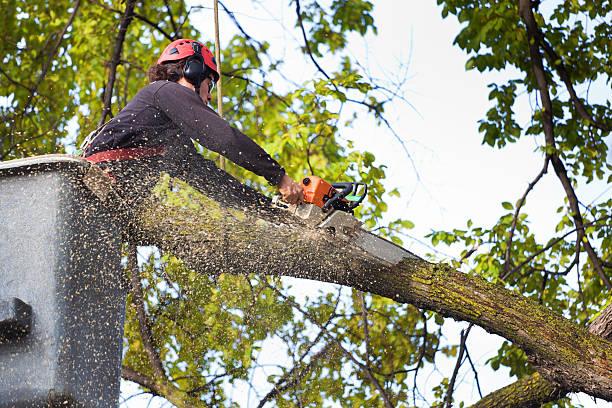 Best Fruit Tree Pruning  in Buckeystown, MD